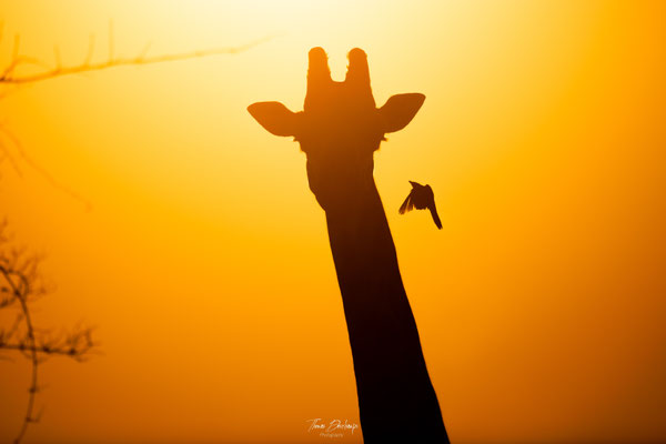Girafe-Giraffe-Zambie-Zambia-south-luangwa-thomas-deschamps-photography