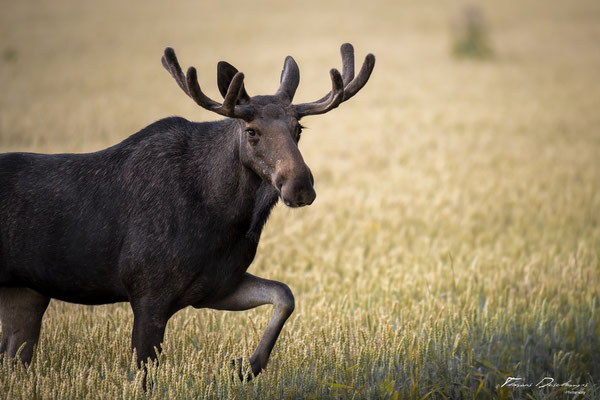 Thomas-Deschamps-Photography-elan-suede-photo-picture-wildlife-moose-sweden
