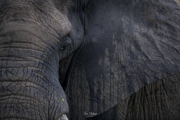 Thomas Deschamps Photography Elephant Afrique - African bush Elephant Africa wildlife pictures