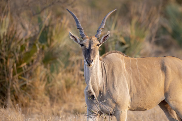 Elan-du-cap-Common-eland-Afrique-du-sud-south-africa-thomas-deschamps-photography
