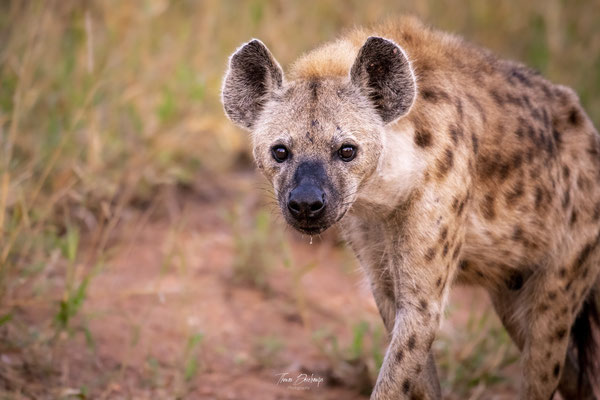Hyene-tachetée-Spotted-hyena-Afrique-du-sud-South-Africa-thomas-deschamps-photography