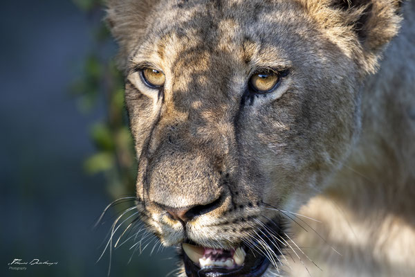 lion-Afrique-du-sud-South-africa-thomas-deschamps-photography