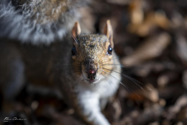 Thomas Deschamps Photography-ecureuil-gris-Angleterre-grey-squirrel-wildlife-pictures