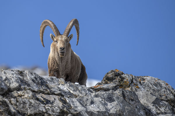 Thomas Deschamps Photography Bouquetin France Alpes Great ibex wildlife pictures