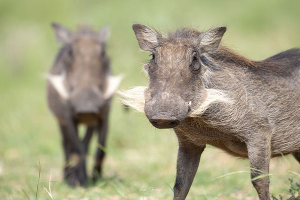 Thomas Deschamps Photography Phacochere Afrique - Warthog Africa Wildlife pictures 