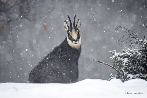 Thomas Deschamps Photography Chamois Photo France Wildlife pictures