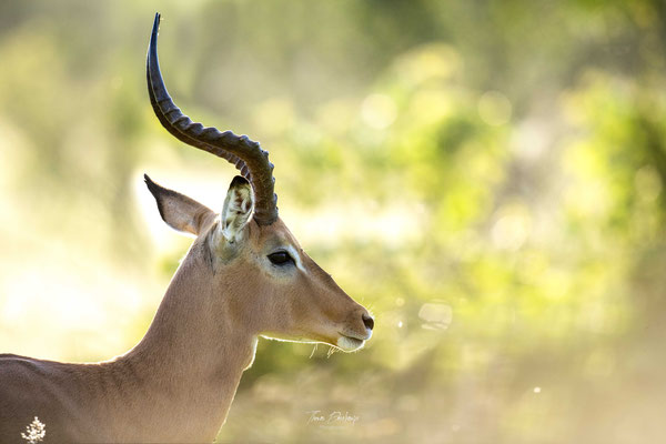 Impala-Afrique-du-sud-South-africa-thomas-deschamps-photography