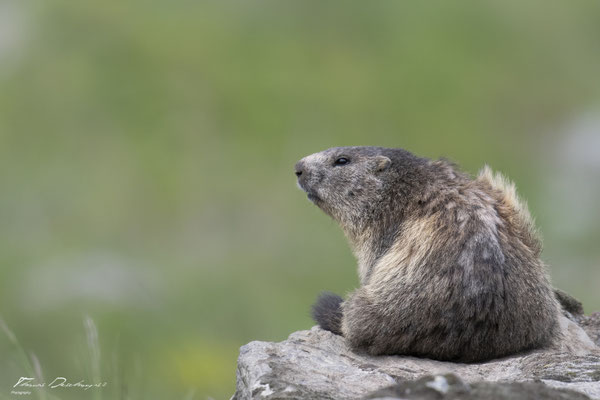 Thomas-Deschamps-Photography-marmotte-ecrins-France-photo-picture-wildlife-marmot