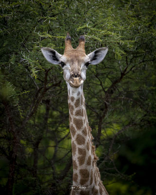 Thomas Deschamps Photography Girafe Afrique - Southern Giraffe Africa wildlife pictures