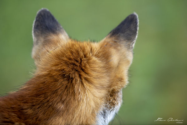 Thomas-Deschamps-Photography-renard-roux-pays-bas-photo-picture-wildlife-red-fox-netherlands
