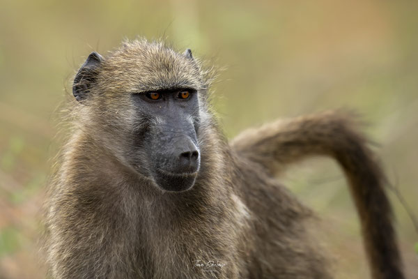 Babouin-Chacma-baboon-Afrique-du-sud-South-Africa-thomas-deschamps-photography