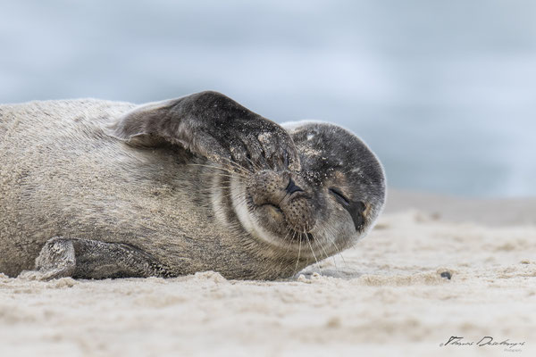 Thomas-Deschamps-Photography-phoque-veau-marin-Danemark-photo-picture-wildlife-harbor-seal