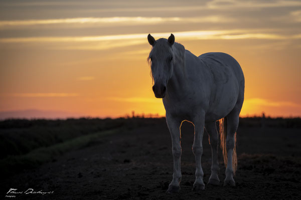 Thomas-Deschamps-Photography-cheval-blanc-camargue-France-photo-picture-wildlife-horse