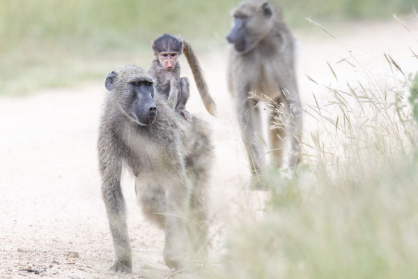 Thomas Deschamps Photography Babouin Afrique - baboon Africa wildlife pictures