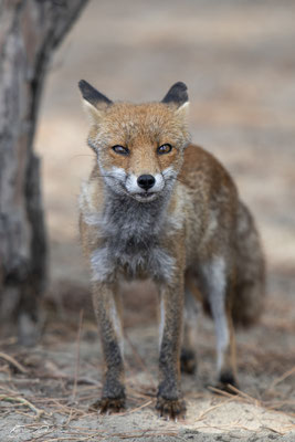Thomas-Deschamps-Photography-renard-roux-italie-photo-picture-wildlife-red-fox-italy