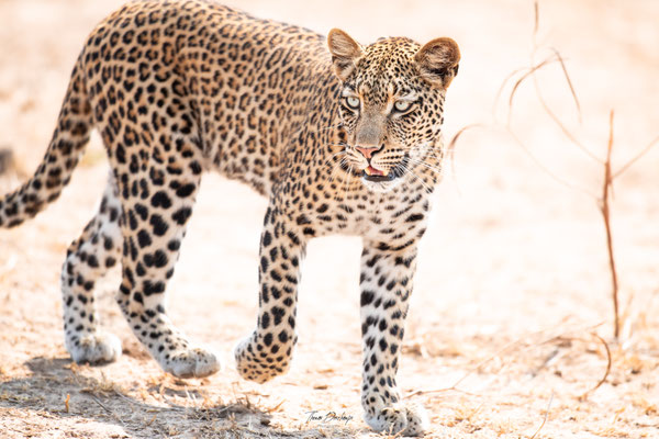 Thomas Deschamps Photography Leopard Afrique - Leopard Africa wildlife pictures