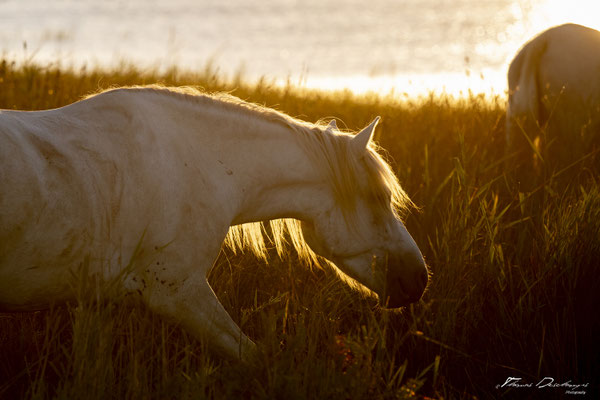 Thomas-Deschamps-Photography-cheval-blanc-camargue-France-photo-picture-wildlife-horse