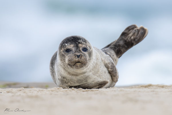 Thomas-Deschamps-Photography-phoque-veau-marin-Danemark-photo-picture-wildlife-harbor-seal