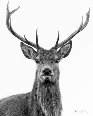 Thomas Deschamps Photography Cerf Angleterre photo Red deer England picture wildlife 