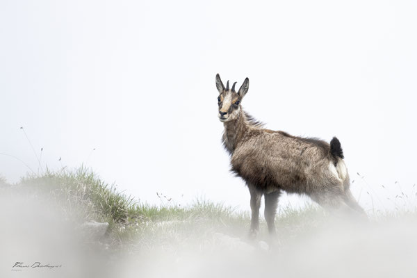 Thomas Deschamps Photography Chamois Photo France Wildlife pictures