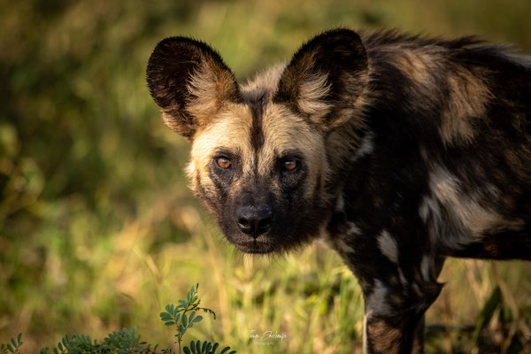 Thomas Deschamps Photography Lycaon Afrique - Wild dog Africa wildlife pictures