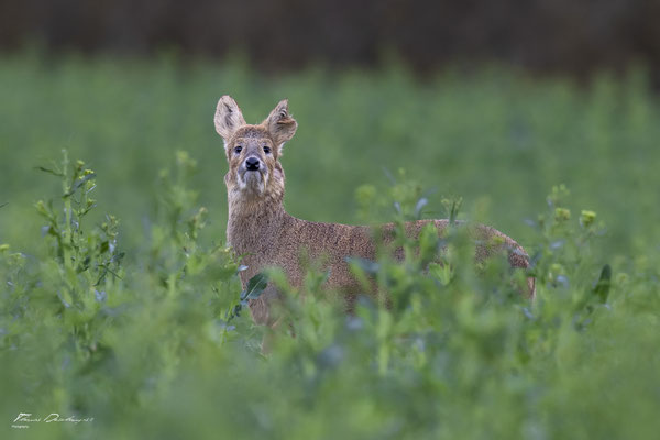 Thomas Deschamps Photography - Hydropote de chine - Angleterre - Chinese water deer wildlife pictures