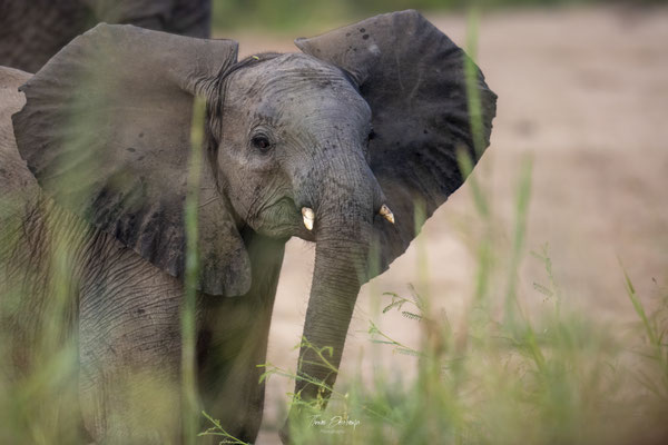 Thomas Deschamps Photography Elephant Afrique - African bush Elephant Africa wildlife pictures