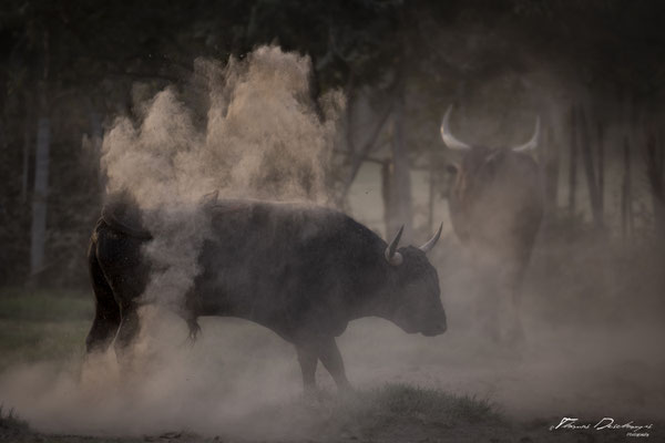 Thomas-Deschamps-Photography-taureau-camargue-France-photo-picture-wildlife-bull