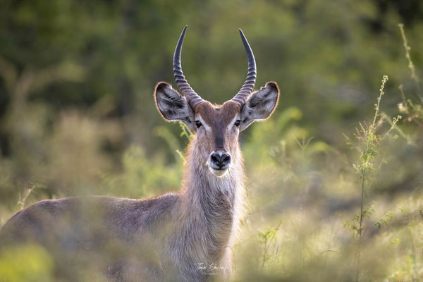 Thomas Deschamps Photography Cobe a croissant Afrique - Common Waterbuck Africa wildlife pictures