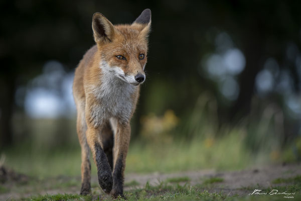 Thomas-Deschamps-Photography-renard-roux-pays-bas-photo-picture-wildlife-red-fox-netherlands
