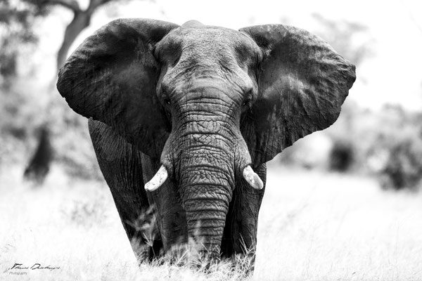 Elephant-Afrique-du-sud-South-africa-thomas-deschamps-photography