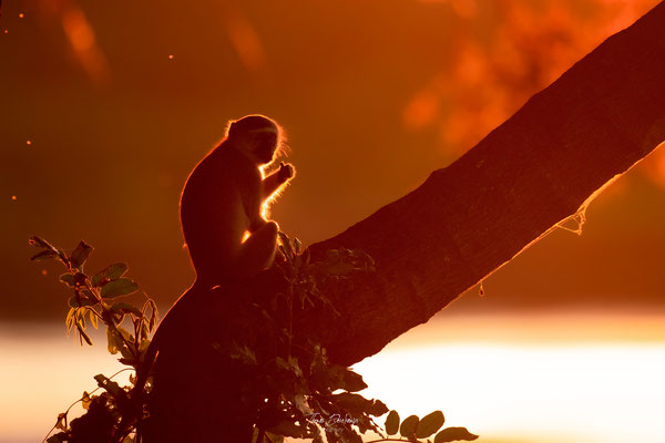 Singe-vervet-monkey-Zambie-zambia-thomas-deschamps-photography