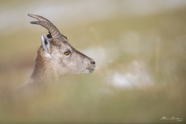 Thomas Deschamps Photography Bouquetin France Alpes Great ibex wildlife pictures