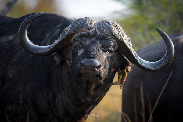 Thomas Deschamps Photography Buffle d'Afrique - African Buffalo Africa wildlife pictures
