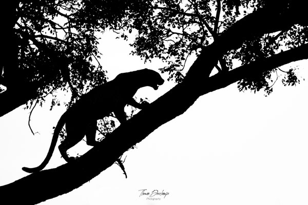 Thomas Deschamps Photography Leopard Afrique - Leopard Africa wildlife pictures