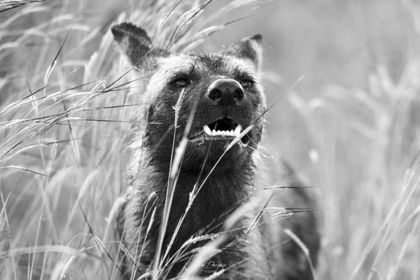 Thomas Deschamps Photography Lycaon Afrique - Wild dog Africa wildlife pictures