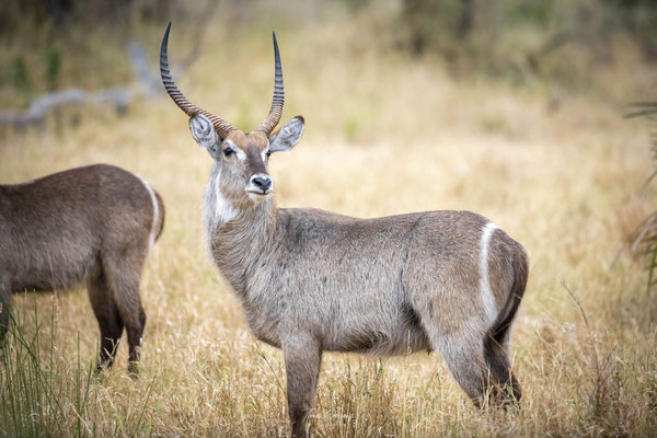 Thomas Deschamps Photography Cobe a croissant Afrique - Common Waterbuck Africa wildlife pictures