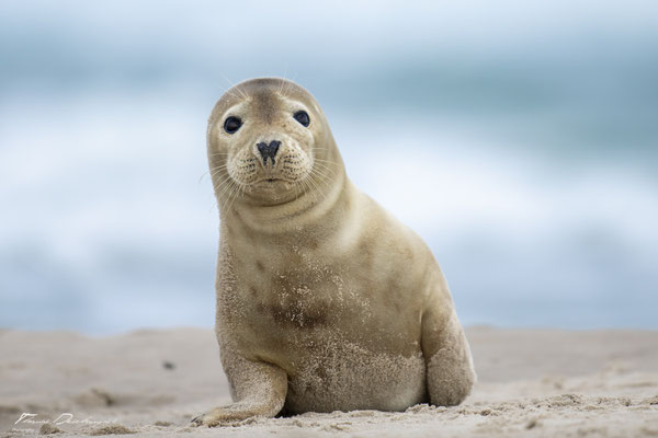 Thomas-Deschamps-Photography-phoque-veau-marin-Danemark-photo-picture-wildlife-harbor-seal