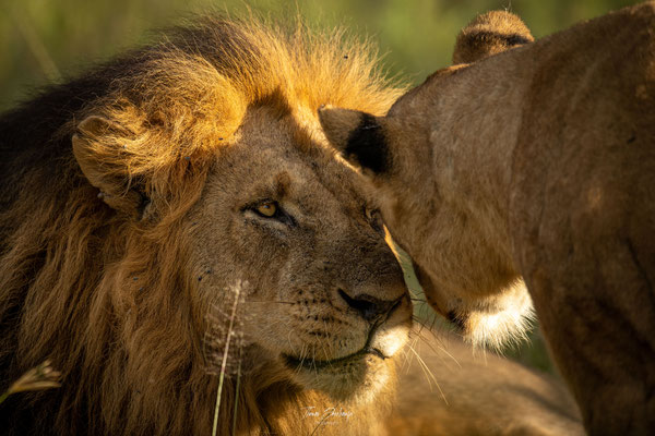 lion-Zambie-Zambia-thomas-deschamps-photography