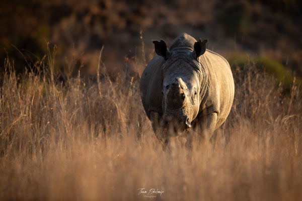 Rhinoceros-blanc-White-rhino-Afrique-du-sud-South-Africa-thomas-deschamps-photography