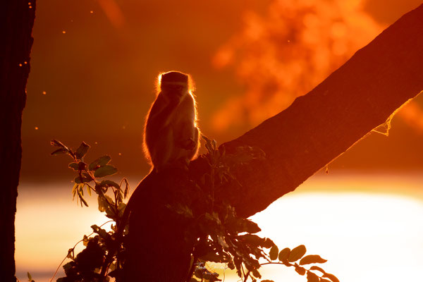 Singe-vervet-monkey-Zambie-zambia-thomas-deschamps-photography