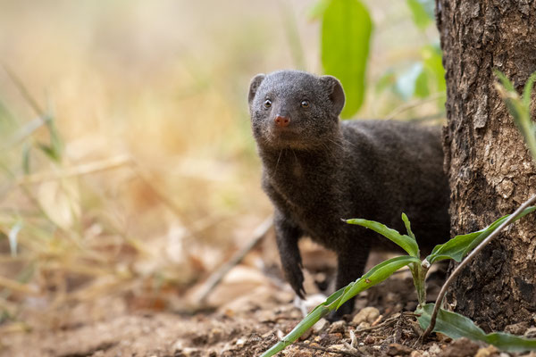 Thomas Deschamps Photography Mangouste naine Afrique - Dwarf mongoose Africa wildlife pictures