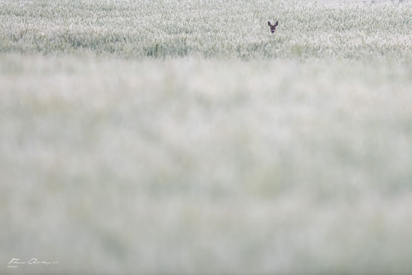 Thomas Deschamps Photography Chevreuil France Roe Deer wildlife pictures