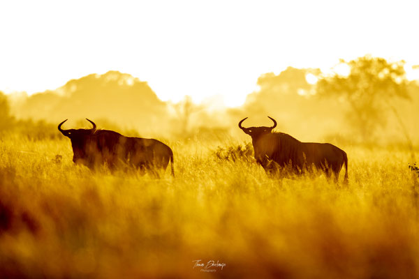 Thomas Deschamps Photography Gnou bleu Afrique - Blue wildebeest Africa wildlife pictures