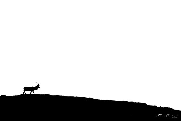 Thomas Deschamps Photography Cerf Ecosse photo Red deer Scotland picture wildlife 