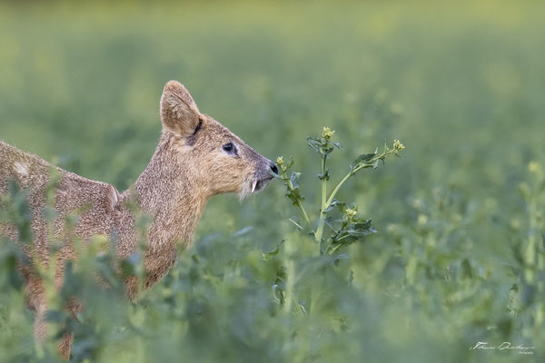 Thomas Deschamps Photography - Hydropote de chine - Angleterre - Chinese water deer wildlife pictures