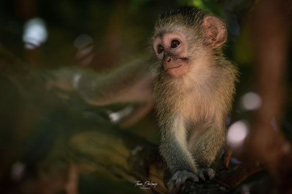 Singe-vervet-monkey-Afrique-du-sud-South-Africa-thomas-deschamps-photography