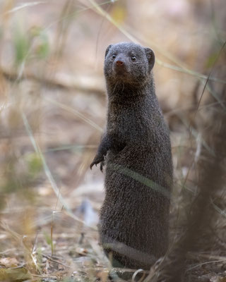 Thomas Deschamps Photography Mangouste naine Afrique - Dwarf mongoose Africa wildlife pictures