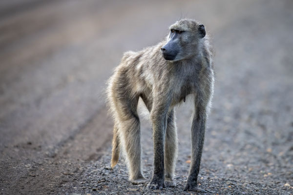 Thomas Deschamps Photography Babouin Afrique - baboon Africa wildlife pictures