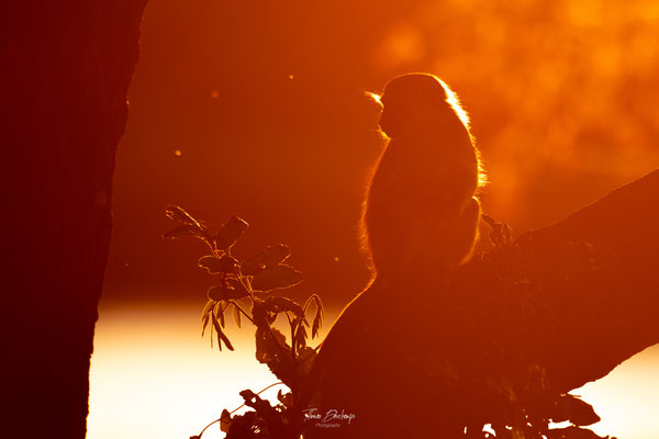 Singe-vervet-monkey-Zambie-zambia-thomas-deschamps-photography